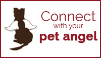 Connect with Your Pet Angel
