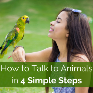 How to Talk to Animals in 4 Simple Steps – Dr. Cara Gubbins